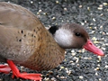 Brazilian Teal